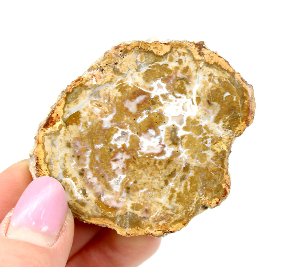 Thumbnail: Petrified Wood Polished Slice