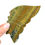 Thumbnail: Jasper Butterfly Wings