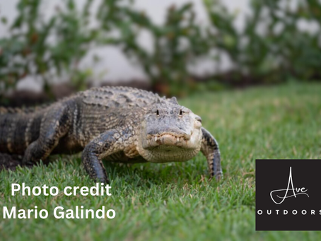 How to Protect yourself and your family from Alligators