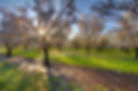Almonds-1920x1271.jpg