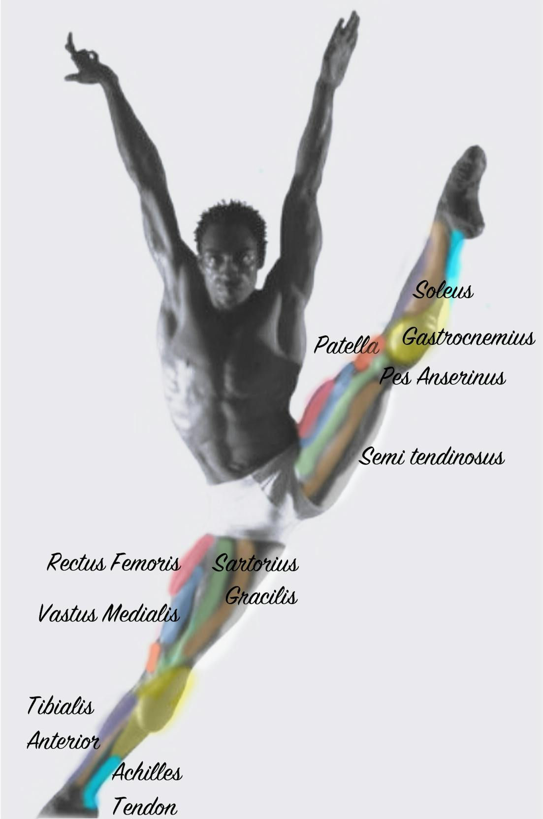 Learning muscles!