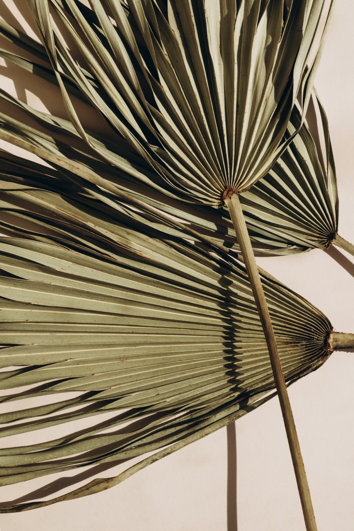 Dried fan palm leaves against a neutral background.