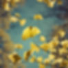 ginkgo, peaceful, therapy.jpg