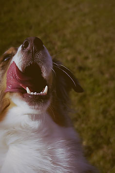 Tiershooting #5