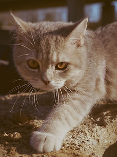 Tiershooting #3