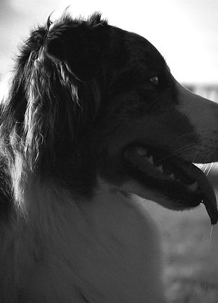 Tiershooting #1