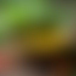 Exploring Anu Taila Uses and Benefits in Ayurveda for Optimal Wellness