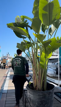 The Jungle Design team transporting a large bird of paradise at the Palm Beach Boat Show