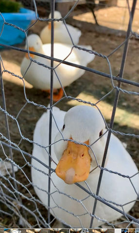 Our White Call Ducks