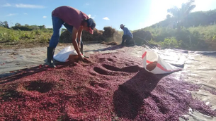 MAG reporta crecimiento en cosecha de frijol con 1.4 millones de quintales