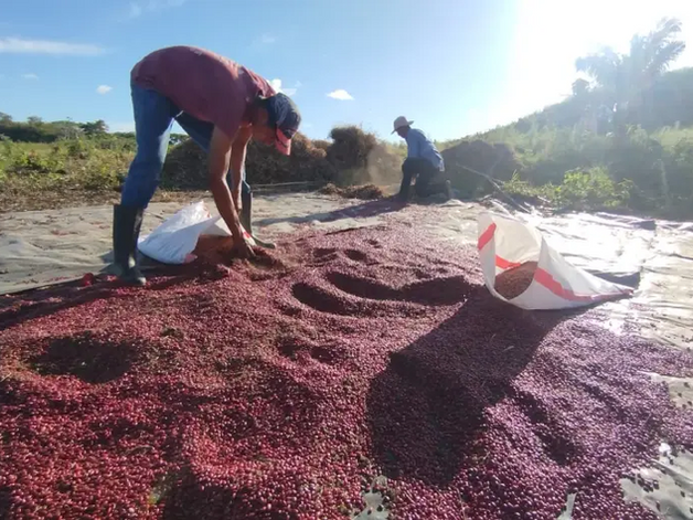 MAG reporta crecimiento en cosecha de frijol con 1.4 millones de quintales