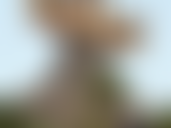 Free Waterpark Day at Walt Disney World