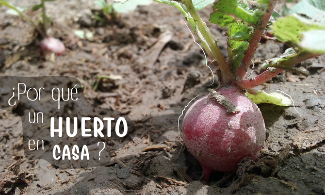 ¿Por qué un huerto en casa?