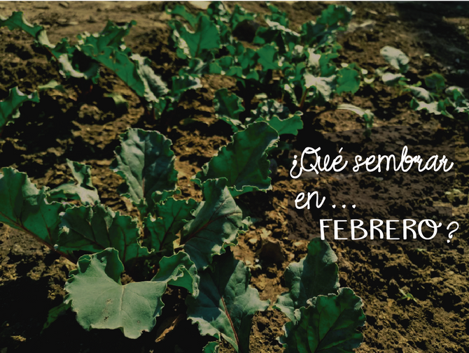 ¿Qué sembrar en Febrero?