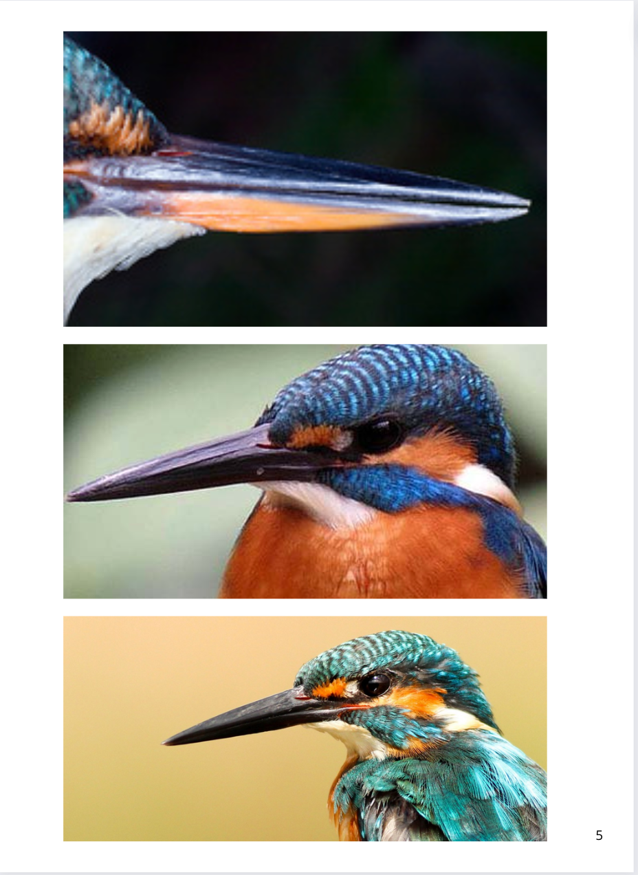 Thumbnail: Biomimicry Lessons