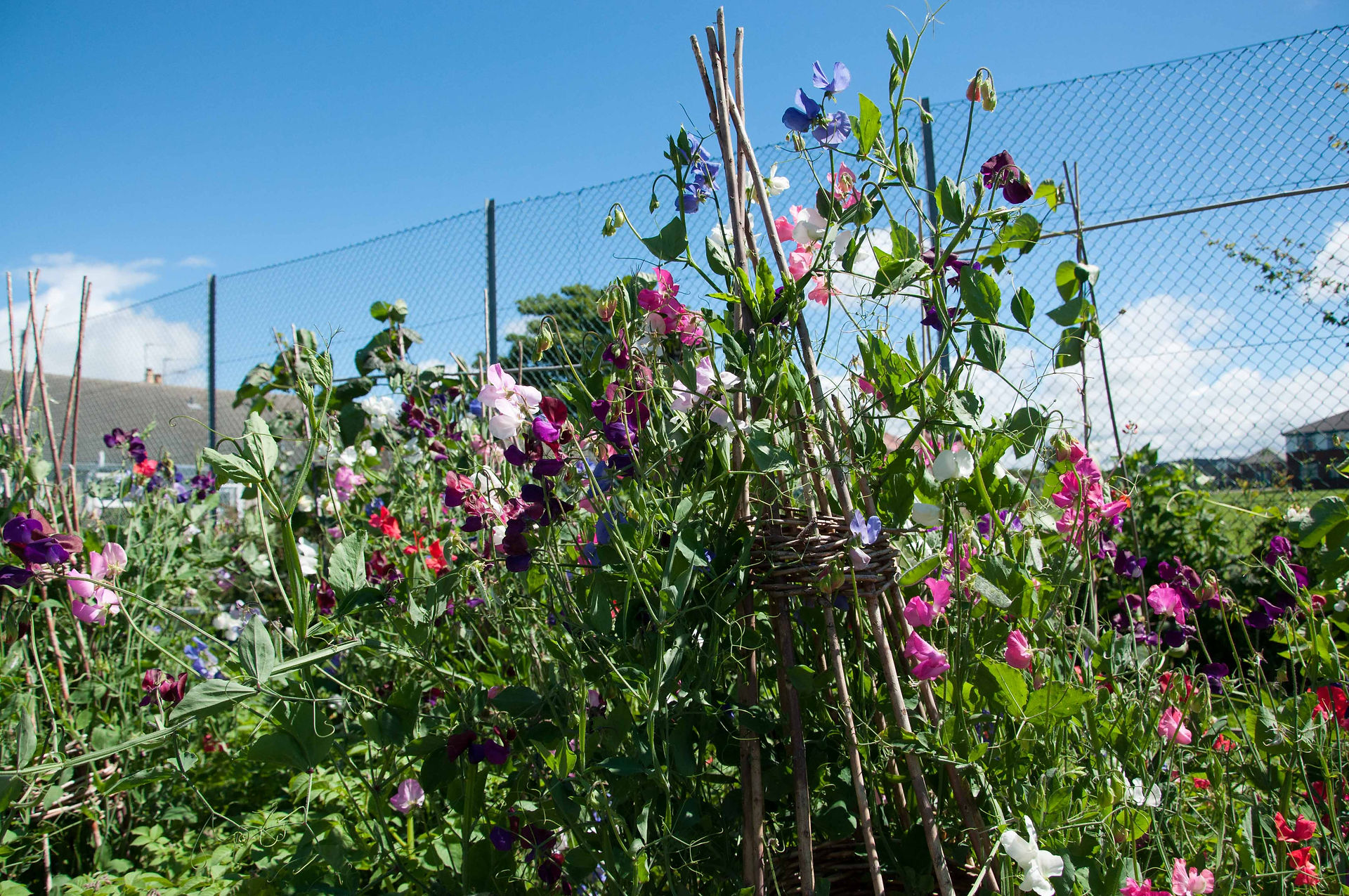 Balmoral Garden-9