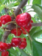 サムネイル： 予約【2025年6月下旬予定】さくらんぼ（やまがた紅王）特秀ダイヤパック2個（100g×2）2Lサイズ