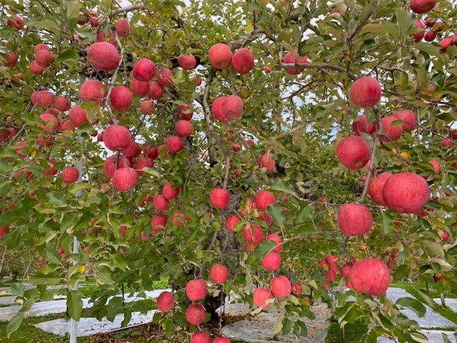 サムネイル： りんご(さんふじ・シナノゴールド)＆ラ・フランス3色詰め合わせ5㎏【大玉】