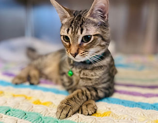 Basil the Cat from Animal Rescue Rhode Island - Tabby Cat