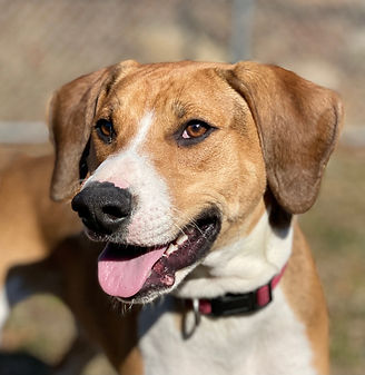 Churchill the dog - Brown and White fur