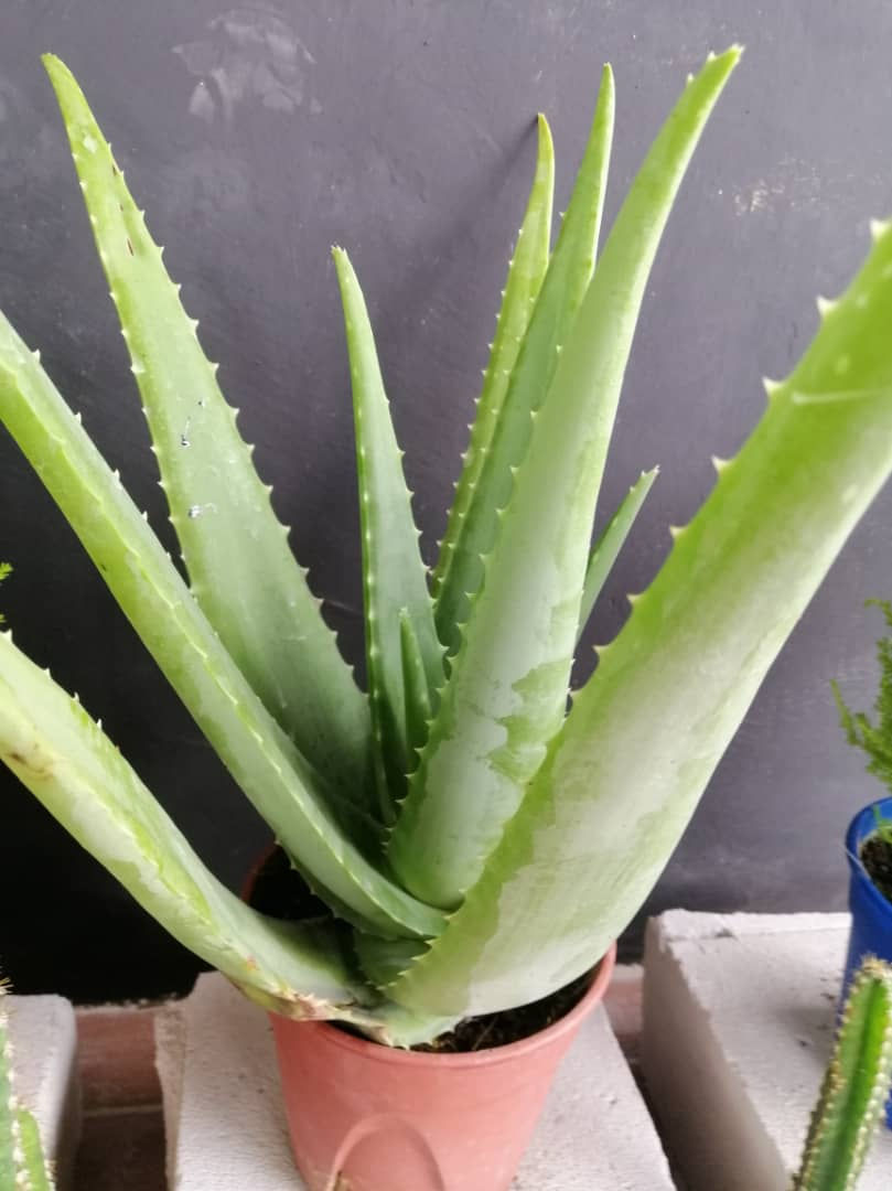 Aloe Vera