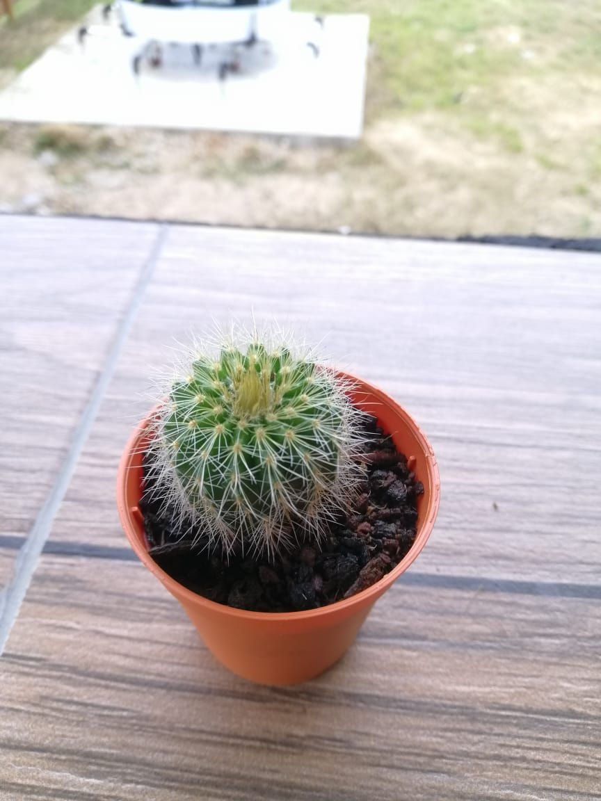 Thumbnail: Cactus