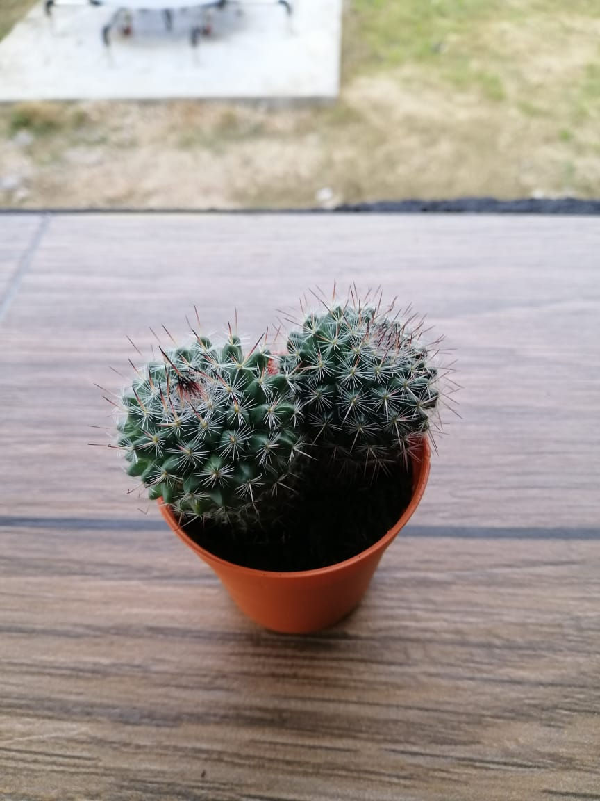 Thumbnail: Cactus