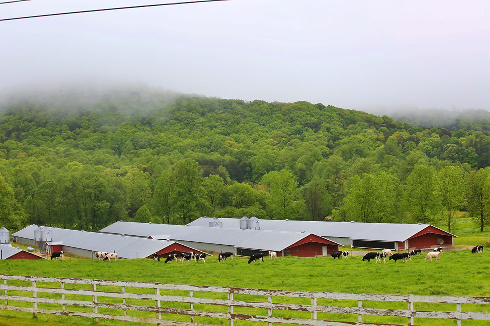 Dairy Farm