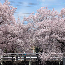 桜