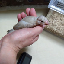 文鳥のモカちゃん