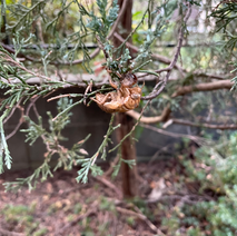 サバイバルレース