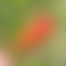 アメリカンドッグ