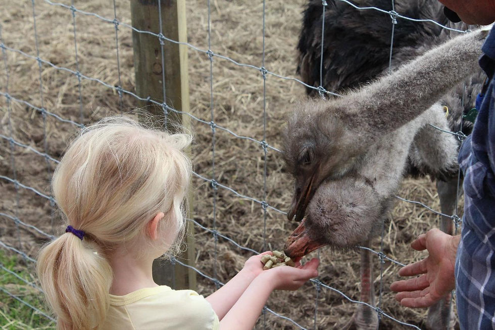 動物への餌付け