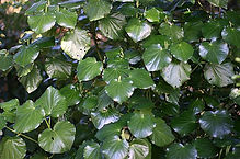 Kawakawa.jpeg