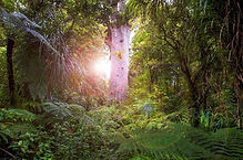 kauri.jpg