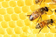 honey-bee.jpg