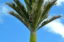 nikau.jpg