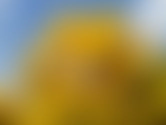 ＮＺは秋は３月から。紅葉の季節が始まろうとしています