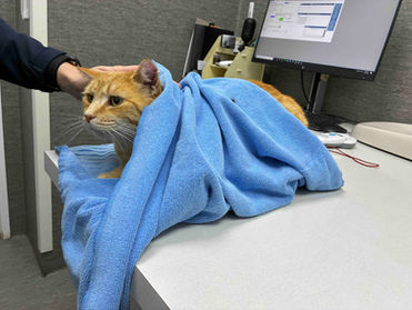 愛猫トラの怪我で動物病院へ。最後に待っていた「ゾッとする」お会計