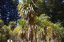 cabbagetree.jpg