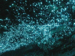 【ツチボタルツアー】期間限定割引情報