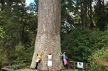 kauri.png