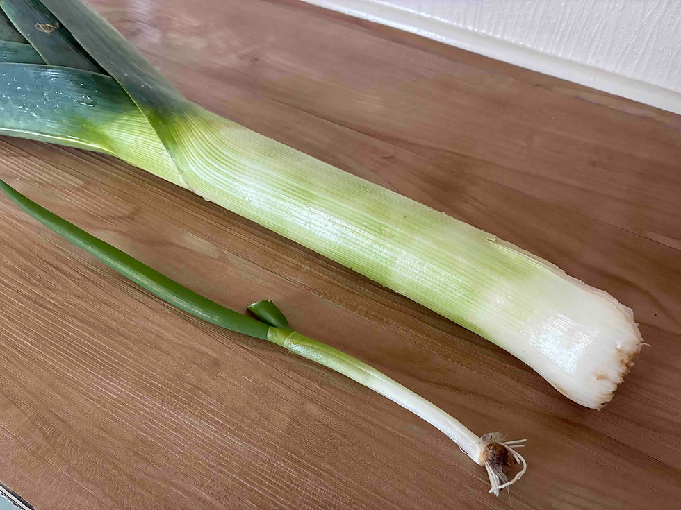 同じネギでもこれだけ違う太さ