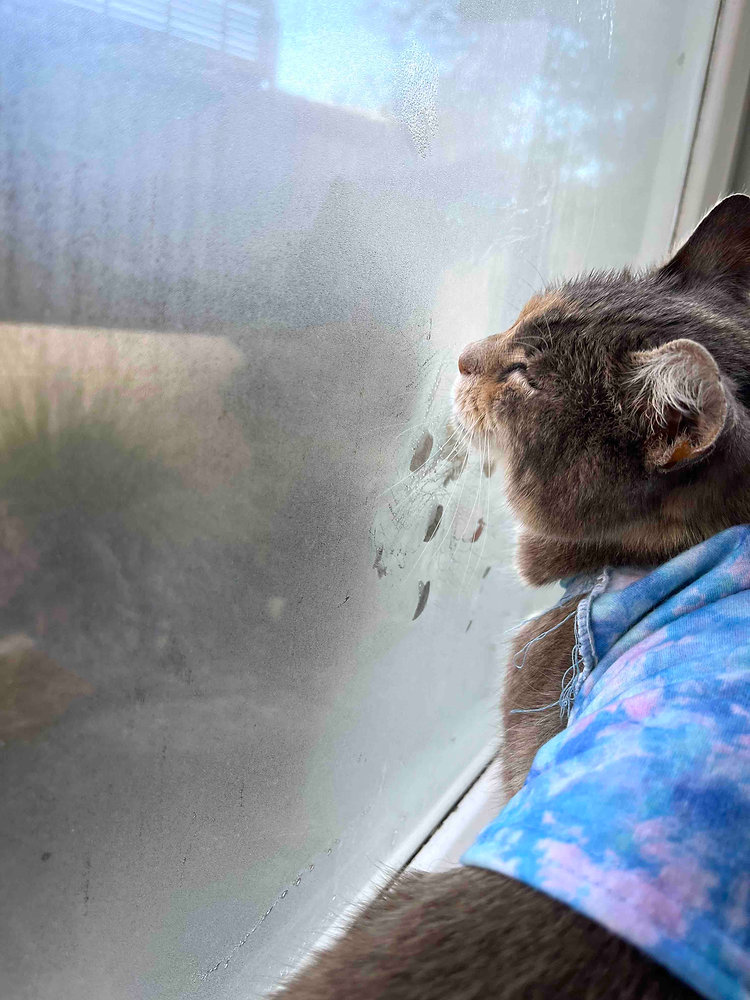 夏の季節も後半に