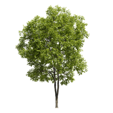 Ash Tree (17m)