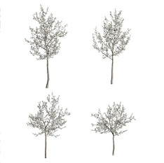 Cherry-Tree_flowering(Cerasus) set of 4