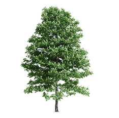 Chestnut Tree 01(15m)
