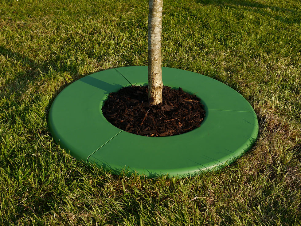 Thumbnail: The Tree Ring