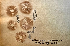 Ristich, Sam sporeprints Inocybe destricta 4x6.jpg