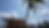 construction in with palm tree.png